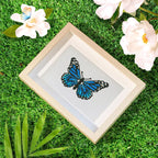 12 Mini Diamond Paintings | Butterflies | Diamond Painting