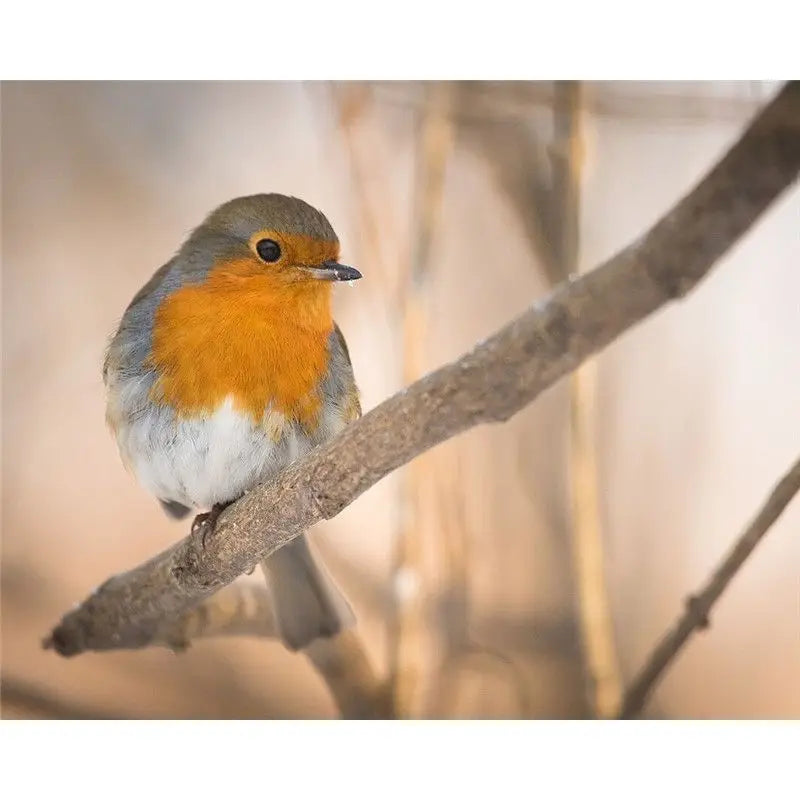 Woodpeckers | Paint by Numbers